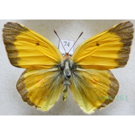 Colias croceus (Geoffroy, 1785) male Szlaczkoń sylwetnik Czech74